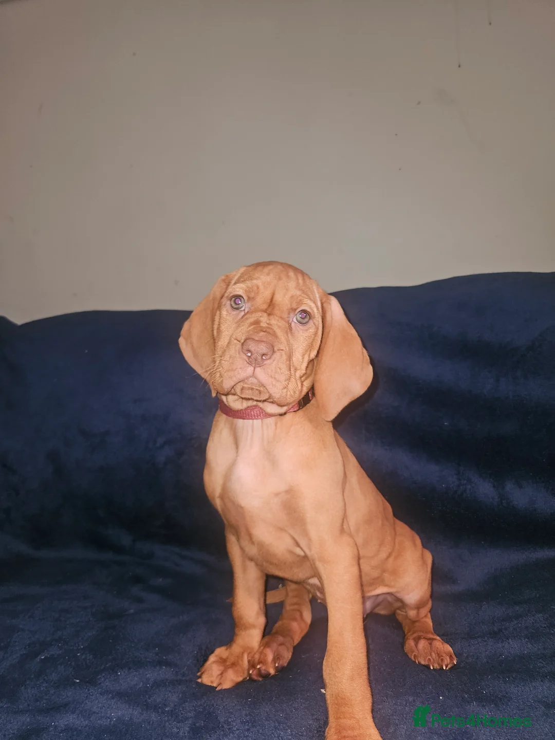 Hungarian Vizsla dogs for sale: 🏆🇭🇺 KC Registered fully trained HungarianVizsla - Advert 2
