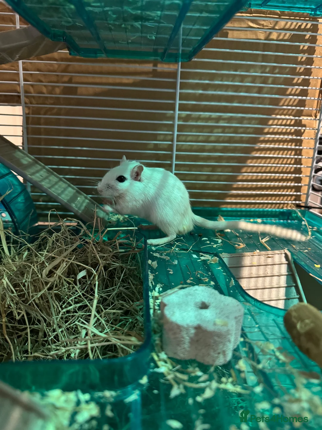 Gerbil rodents for sale: 3 Gerbil brothers looking for a home - Advert 1