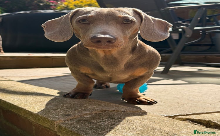 Miniature Dachshund dogs - Advert 3