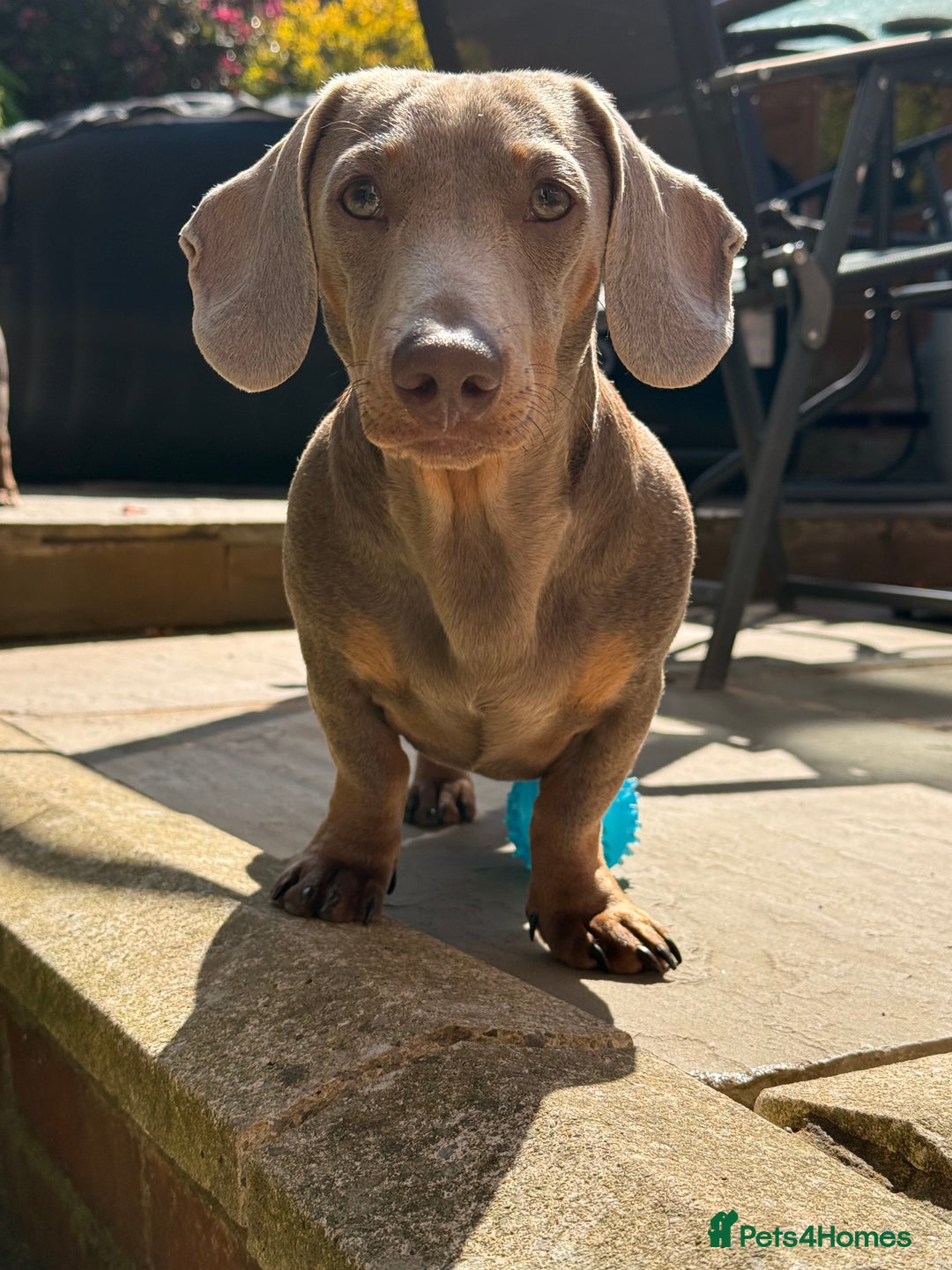Miniature Dachshund dogs for stud: Isabella make , for stud  - Image 1