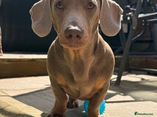 Miniature Dachshund dogs - Advert 13