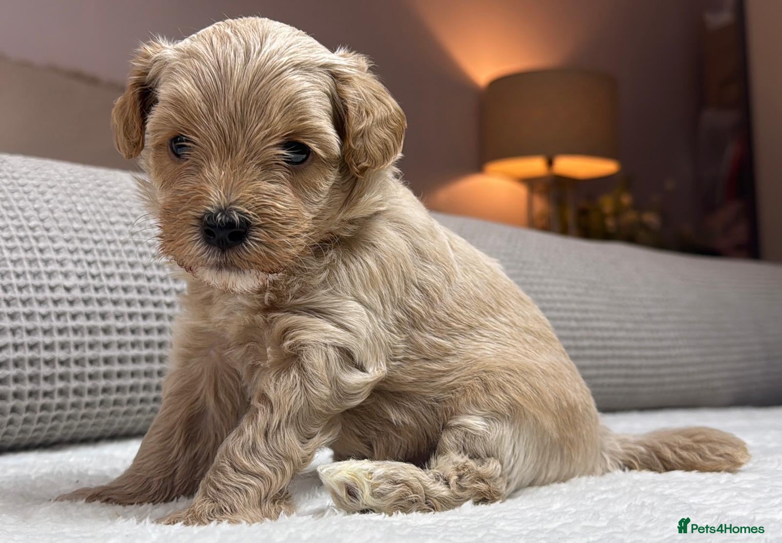 Maltipoo dogs SEE ALL OUR PUPPIES ON INSTA. OAKWELL RETRIEVERS  - Advert 1