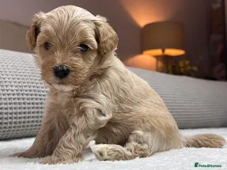Maltipoo dogs for sale: SEE ALL OUR PUPPIES ON INSTA. OAKWELL RETRIEVERS - Advert 2