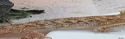 Bearded Dragon reptiles for sale: Beautiful baby  - Advert 5