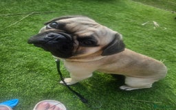 French Bulldog dogs for sale: 1 year old Frenchie cross - Max - Image 5