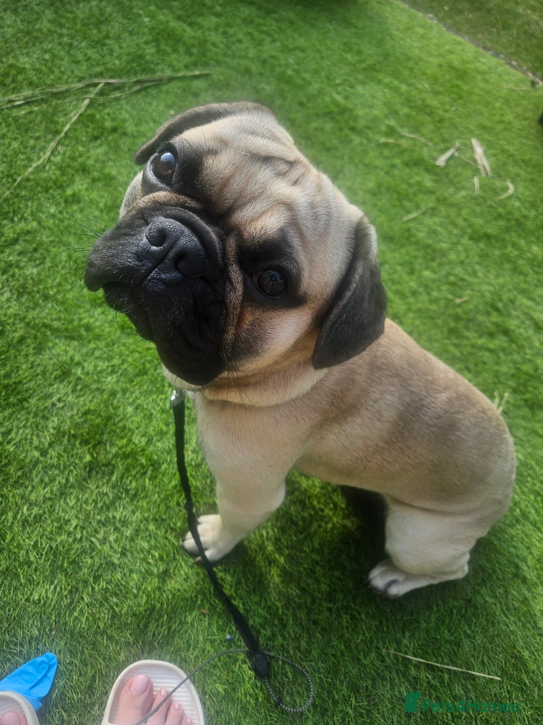 French Bulldog dogs for sale: 1 year old Frenchie cross - Max - Image 5