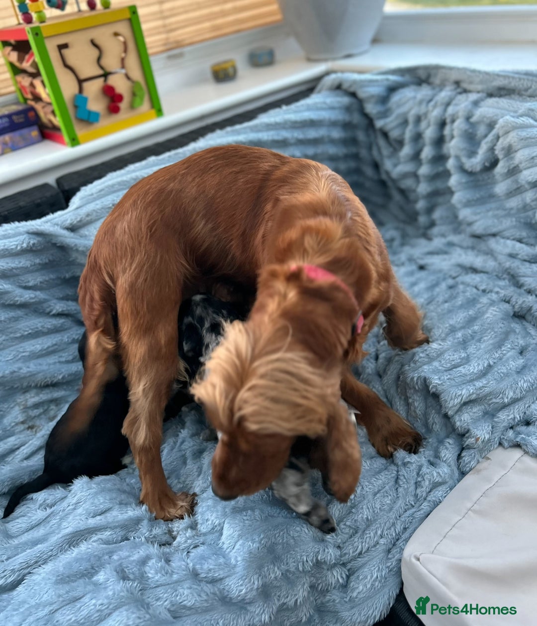 Cocker Spaniel dogs for sale: Stunning and unique puppies, DNA health tested - Advert 9
