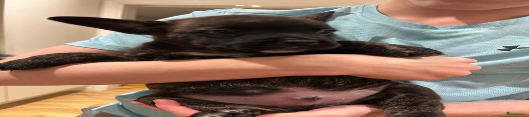 Mixed Breed Puppy 2 (Rolls)