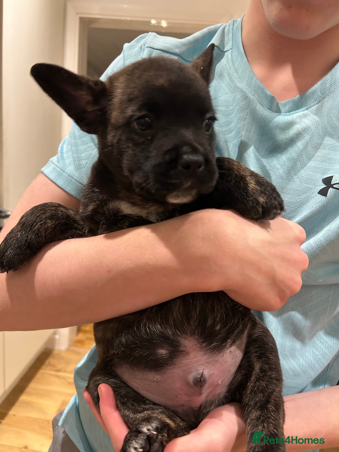 Mixed Breed dogs for sale: Follie (French bulldog / border collie) pups 4sale - Image 8