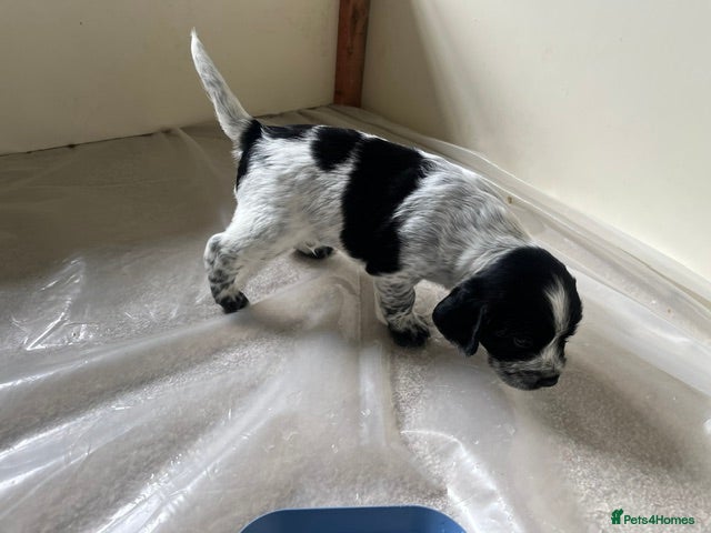 Sprocker dogs for sale: Healthy, lively Cocker Spaniel/Sprocker Puppies in Umberleigh - Advert 7