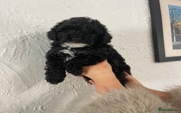 Toy Poodle dogs for sale: KC toy poodle puppies - Image 5