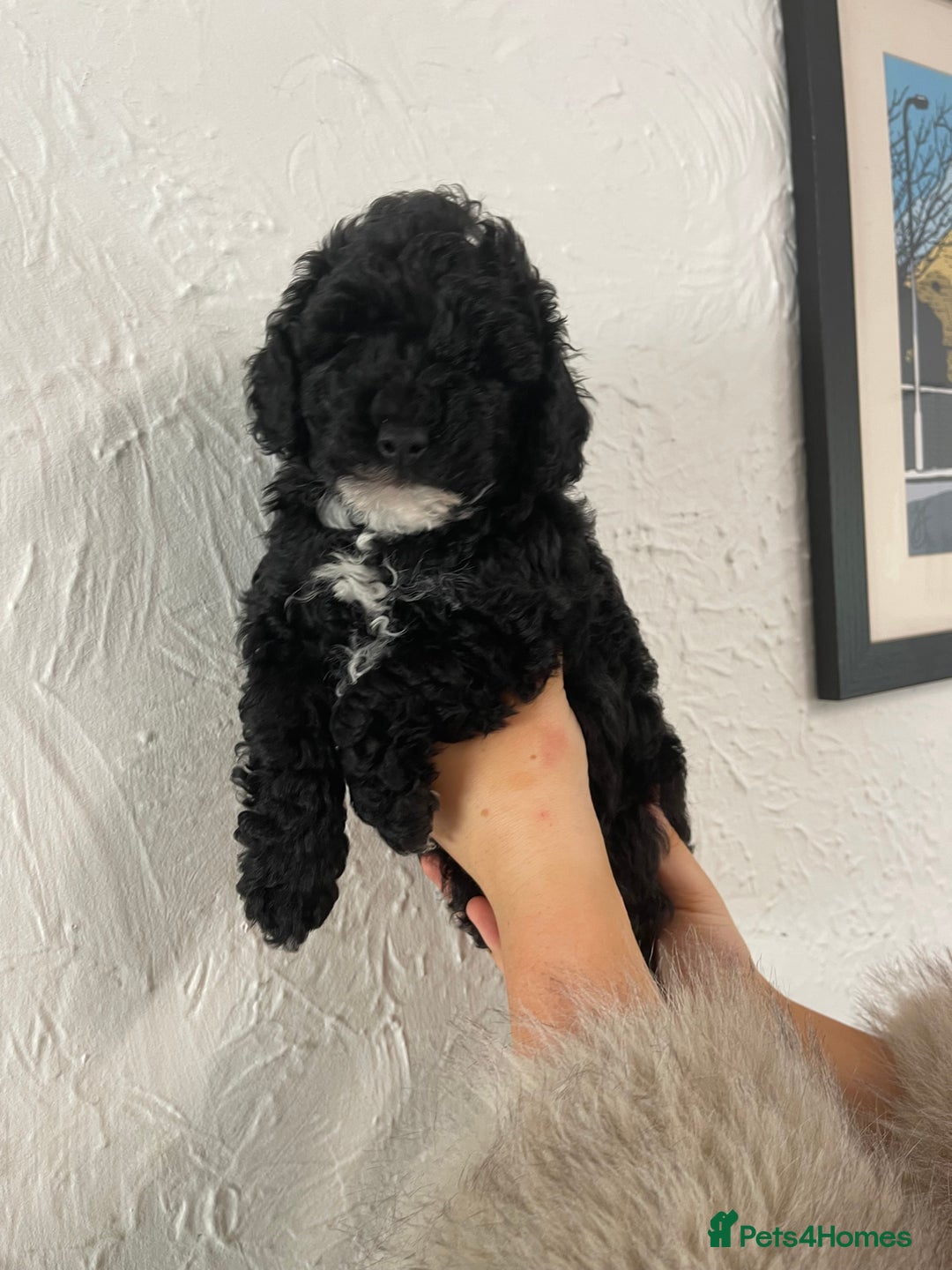 Toy Poodle dogs for sale: KC toy poodle puppies - Image 5