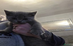 British Shorthair cats for sale: BSH cross 2 male 2 female ready now - Image 6