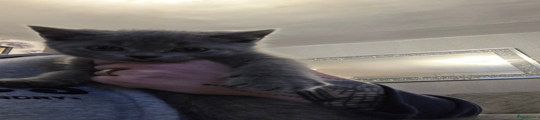 British Shorthair Kitten 4