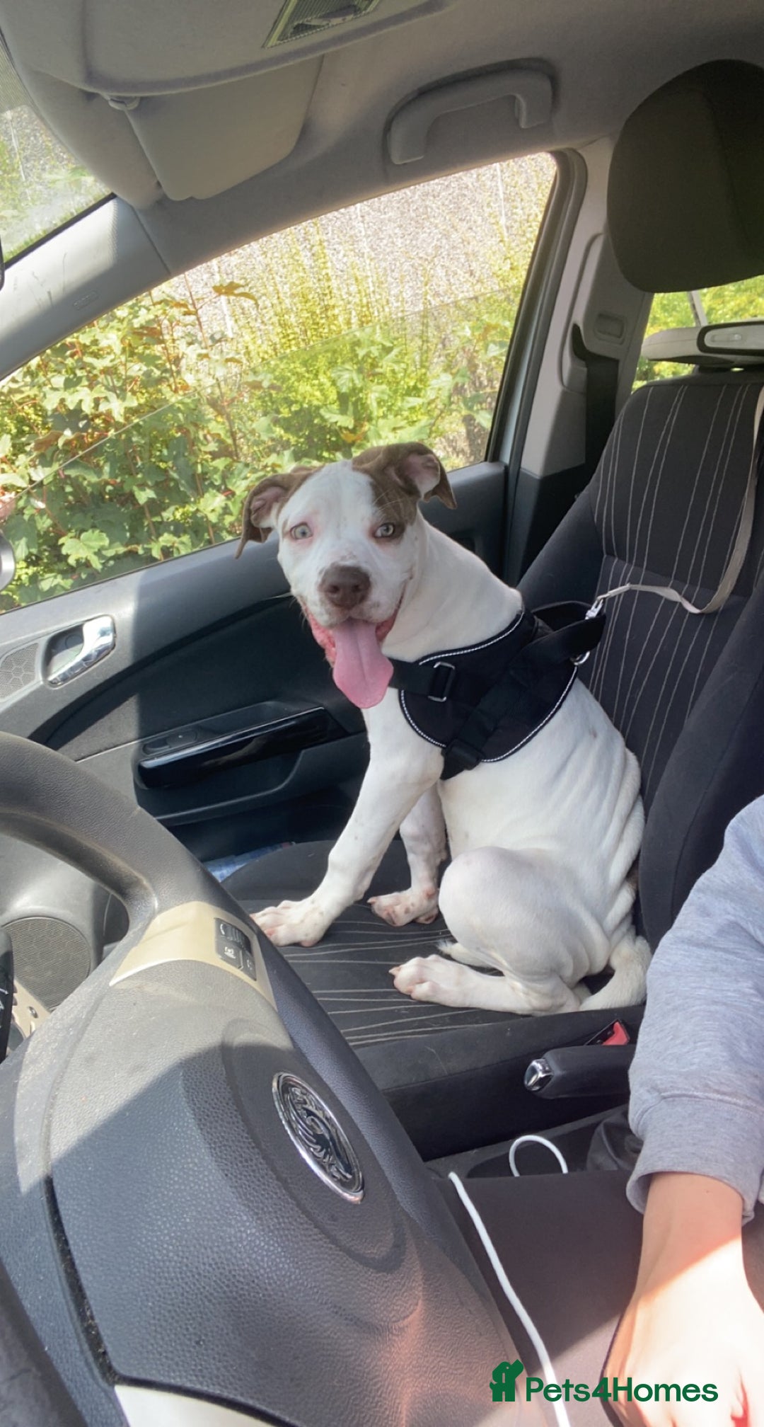 American Bulldog dogs for sale: Female American bulldog  - Image 3