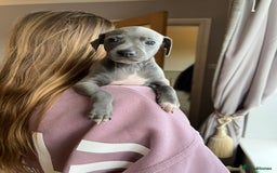 Italian Greyhound dogs for sale: 🐾kc registered Italian greyhound puppies 🐾 - Image 25