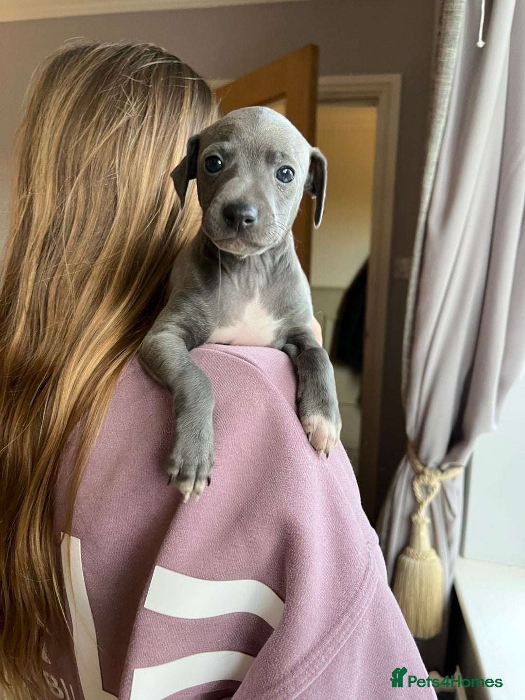 Italian Greyhound dogs for sale: 🐾kc registered Italian greyhound puppies 🐾 - Image 25