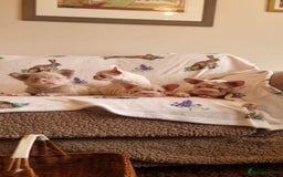 French Bulldog dogs for sale: Adorable pink and fluffy french bulldogs puppies  - Image 2