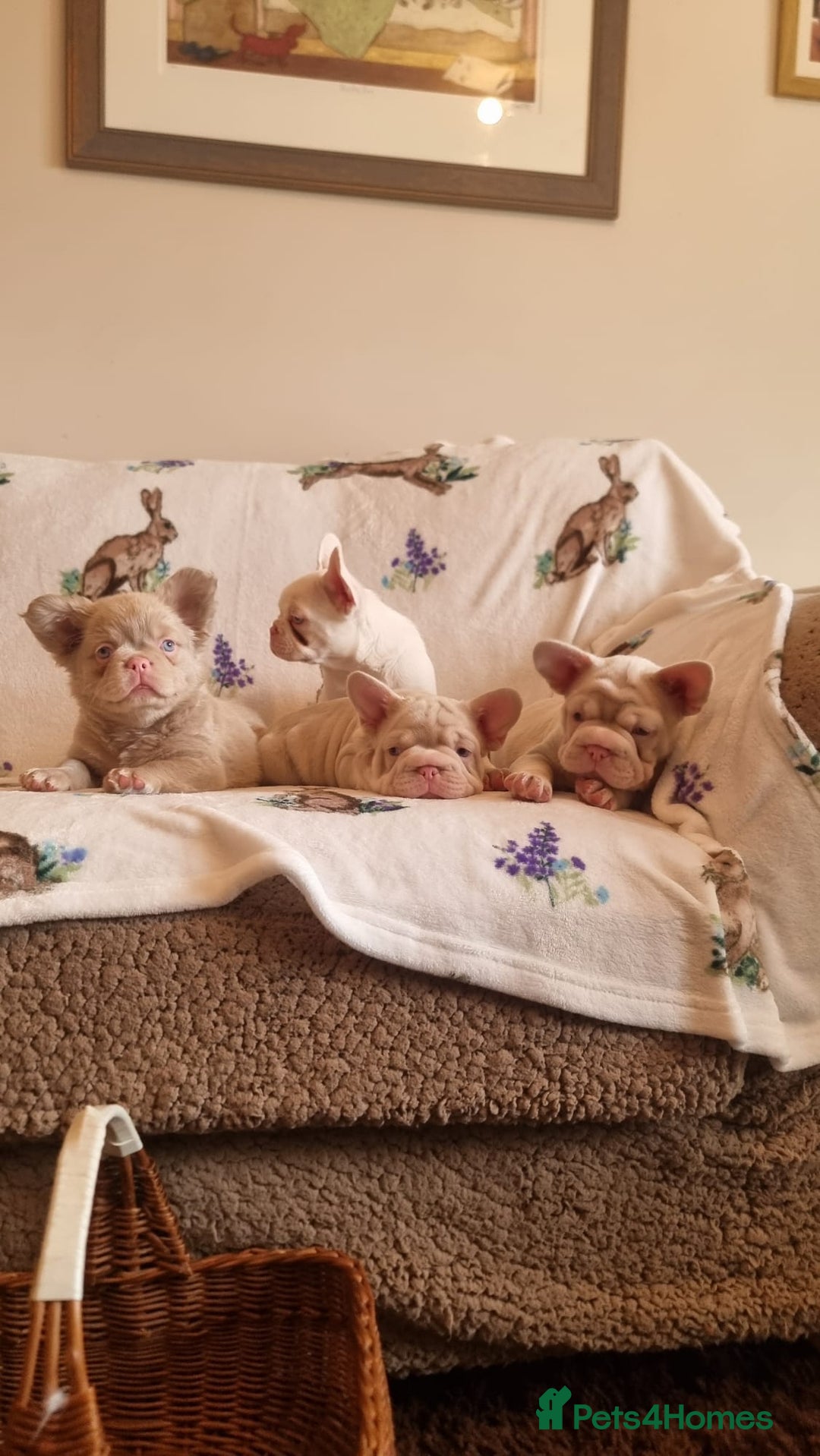French Bulldog dogs for sale: Adorable pink and fluffy french bulldogs puppies  - Image 2