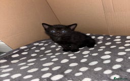 Bombay cats for sale: Bombay mix kittens  - Image 3