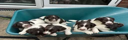 English Springer Spaniel dogs for sale: Working-Bred English Springer Spaniel Puppies in Frodsham - Advert 4