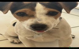 Jack Russell dogs for sale: Jack Russell  - Image 2