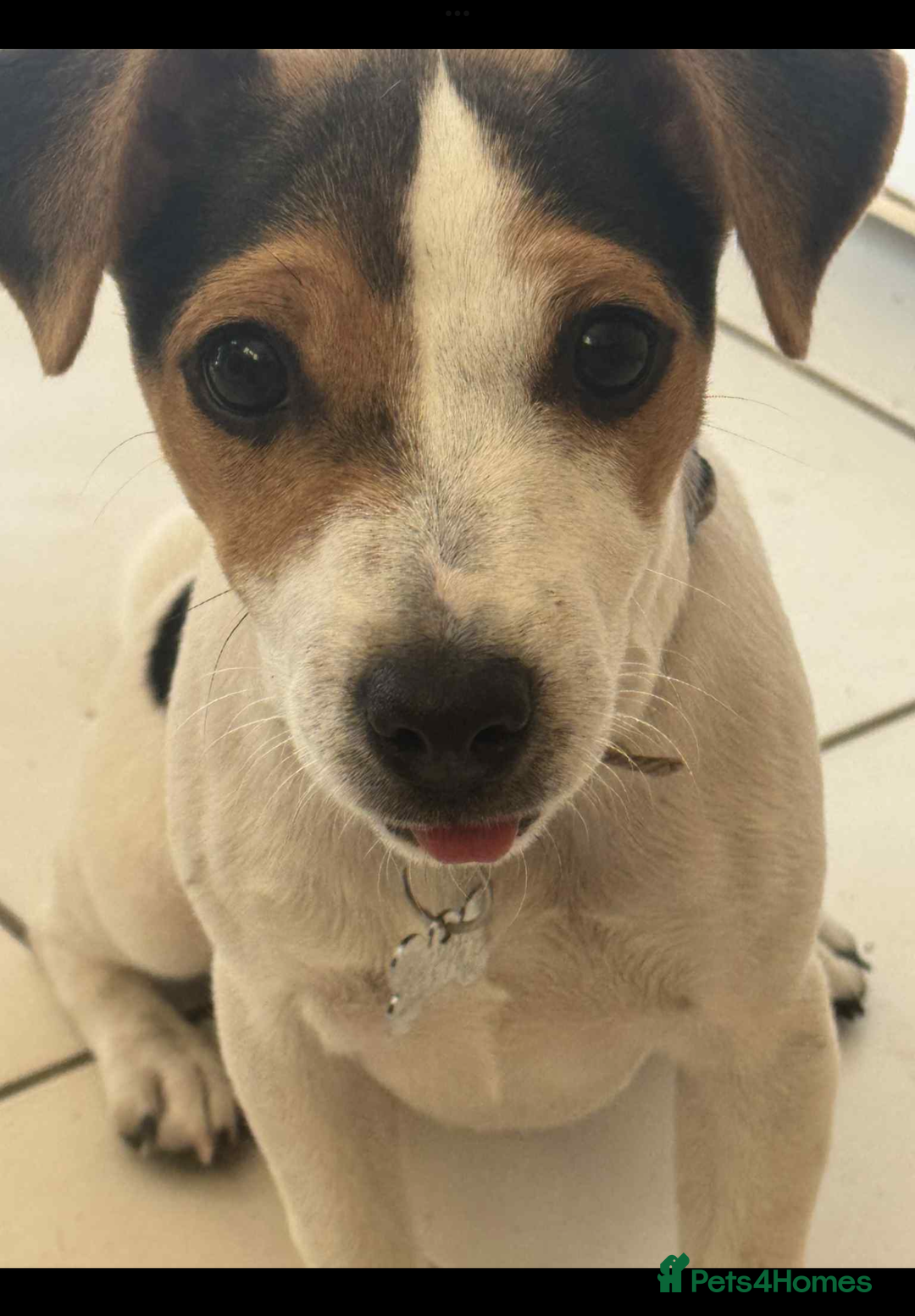 Jack Russell dogs for sale: Jack Russell  - Image 2