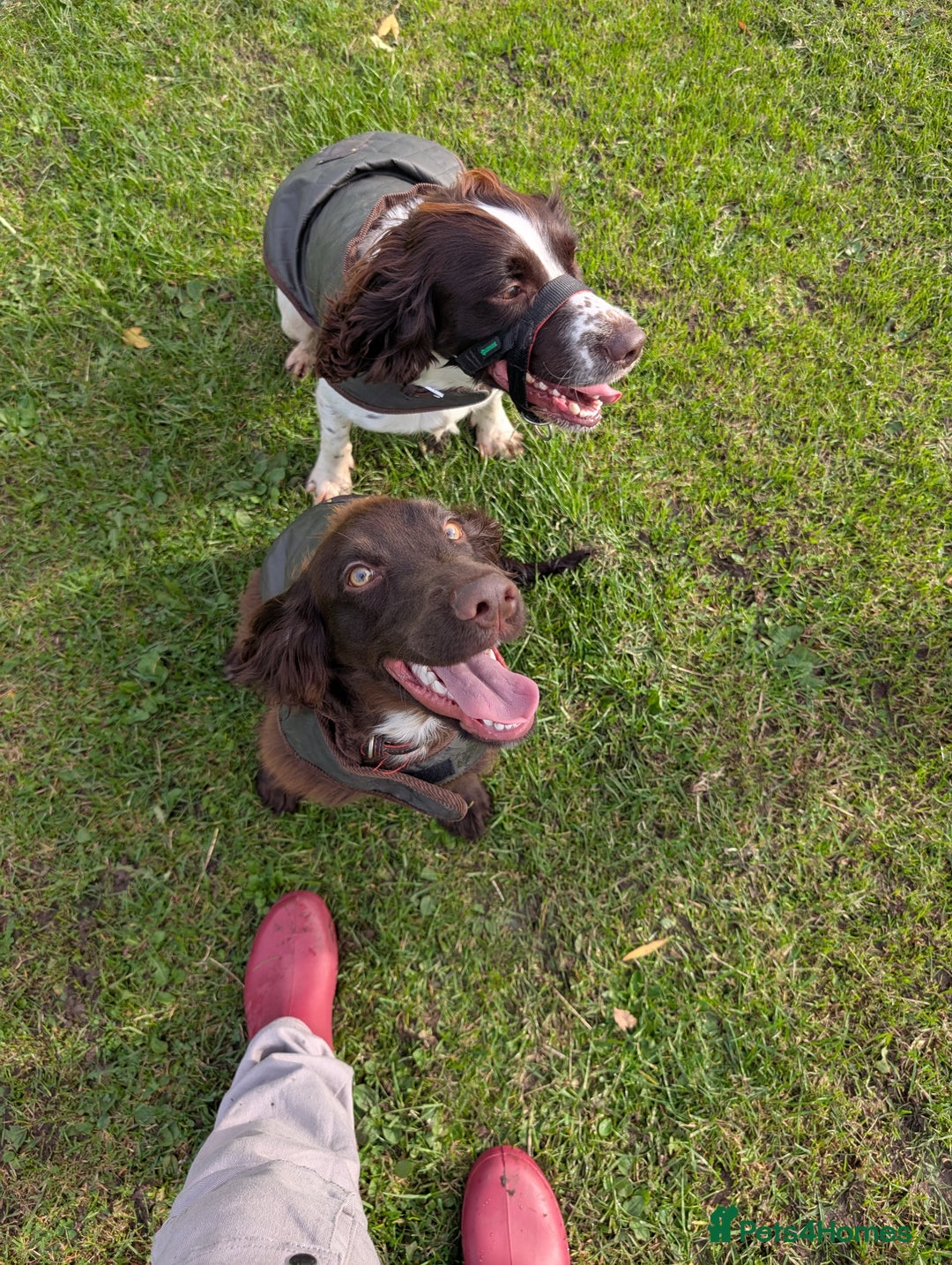 Sprocker dogs for sale: Male sprocker for sale £400 - Advert 2