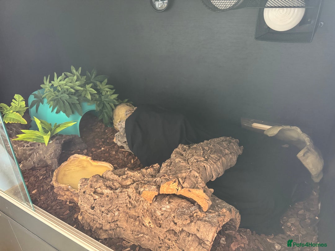 Python Snake reptiles for sale: Male Ball Python 7 Years Old - Advert 6