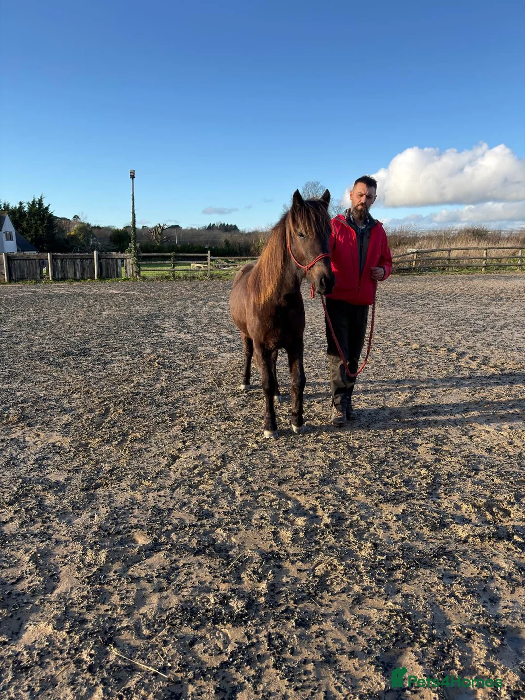 Other Breed horses for sale: Tinkerbell 12.2 18 month old  - Advert 2