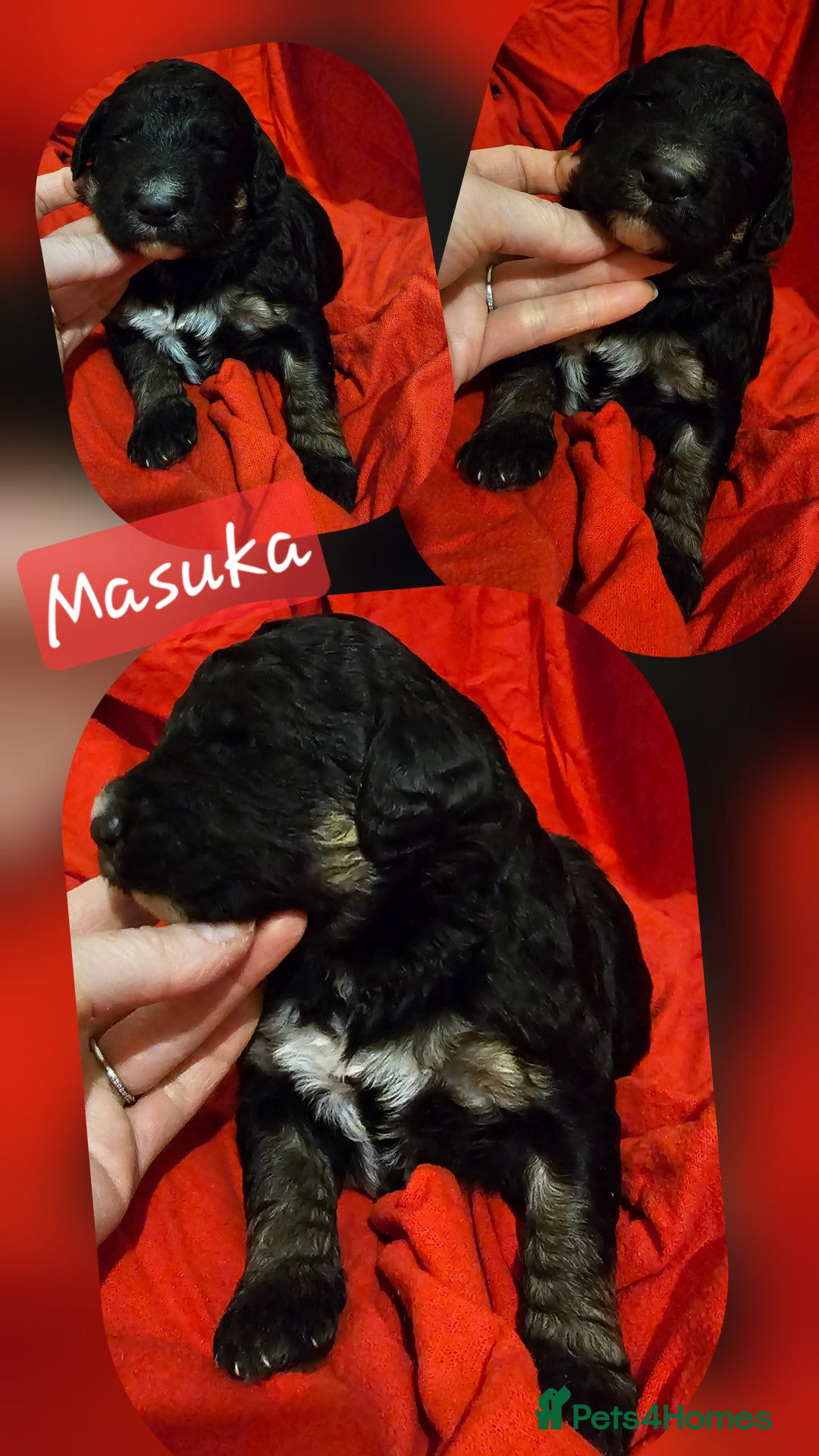 Bernedoodle dogs for sale: Exceptional Quality ❤️ Health tested  - Advert 19