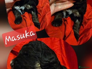 Bernedoodle dogs Exceptional Quality Bernedoodles - Advert 15