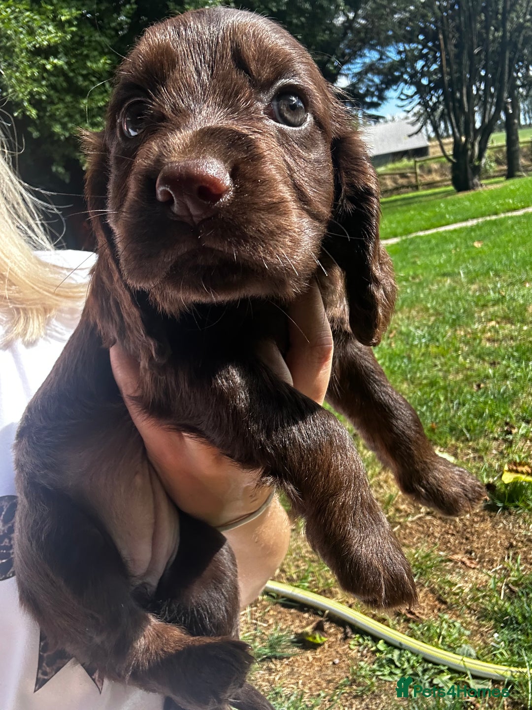 Cocker Spaniel dogs for sale: A litter of 6 gorgeous cocker spaniel puppies - Image 12