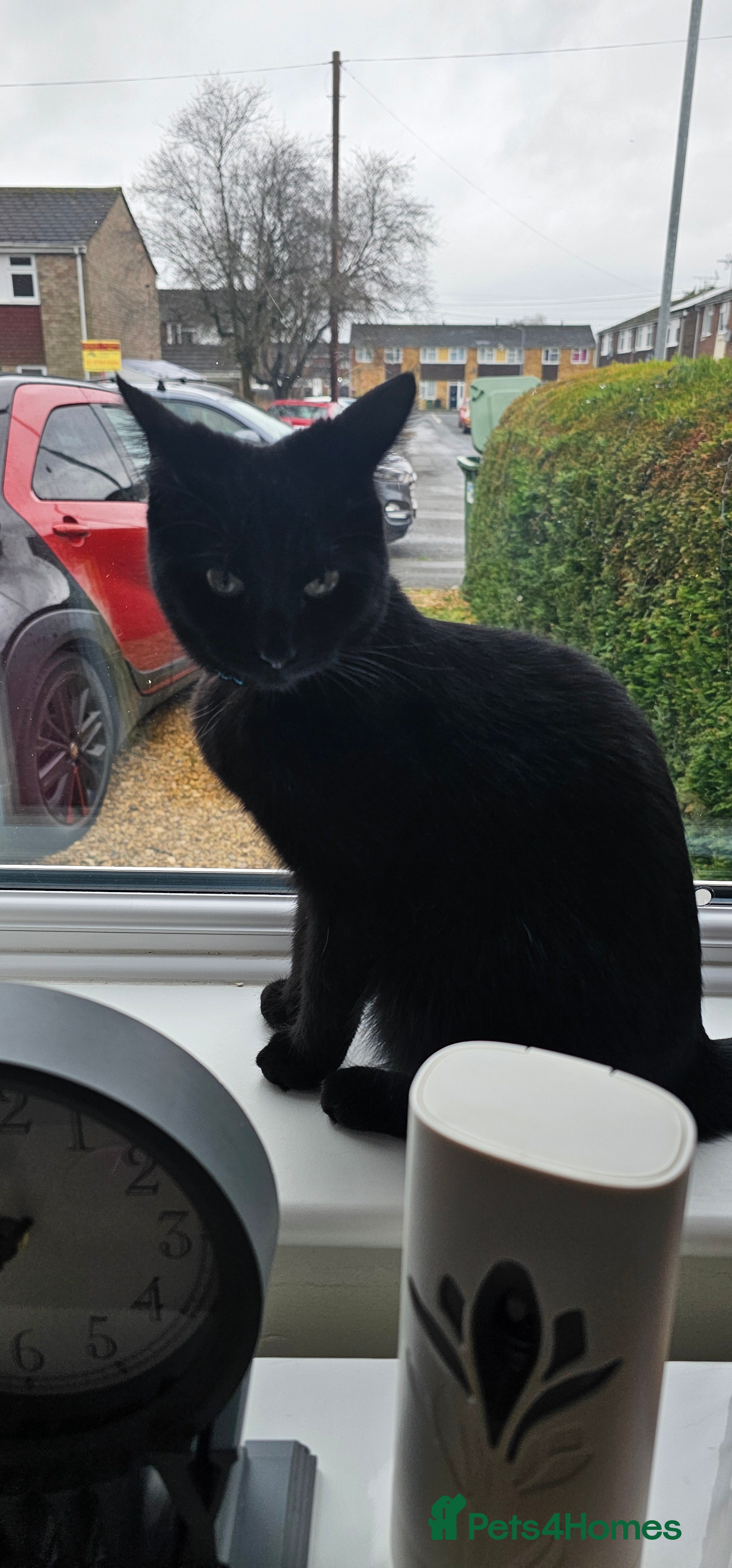 Mixed Breed cats Two cats looking for a loving new home (Free)  - Advert 1