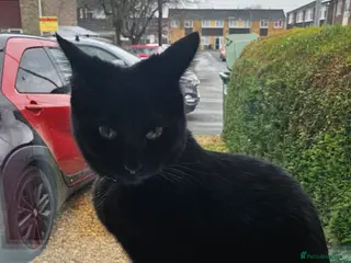 Mixed Breed cats Two cats looking for a loving new home (Free) - Advert 1