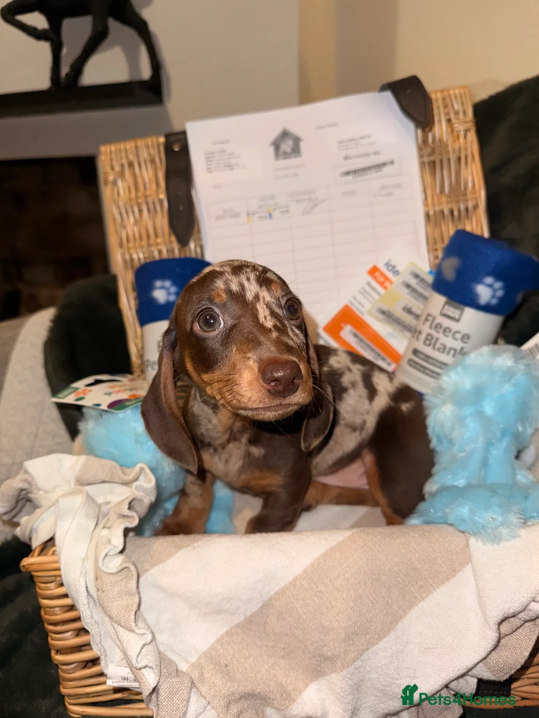 Miniature Dachshund dogs for sale: Stunning Mini-Dachshund litter - Advert 2