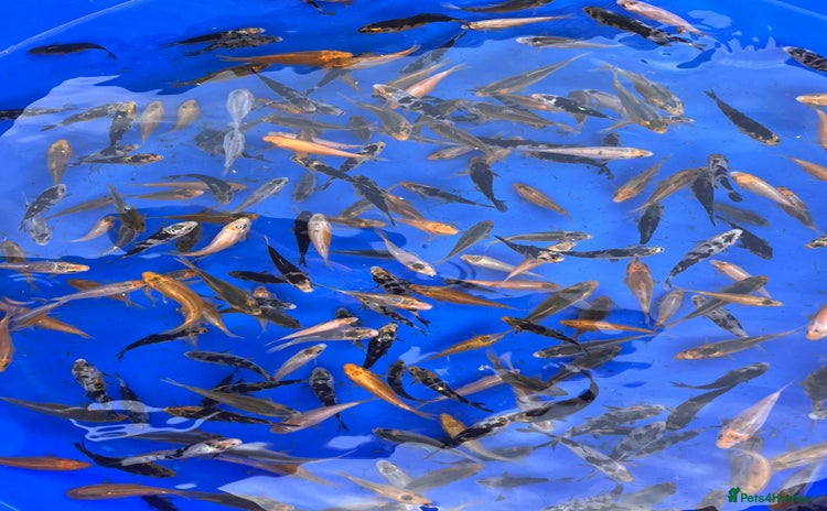 Koi Carp fish - Advert 1