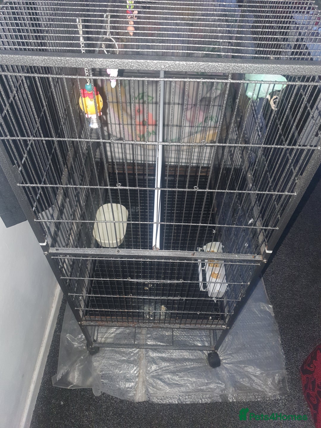 Ringnecks birds for sale: Blue Indian ringneck - Advert 3