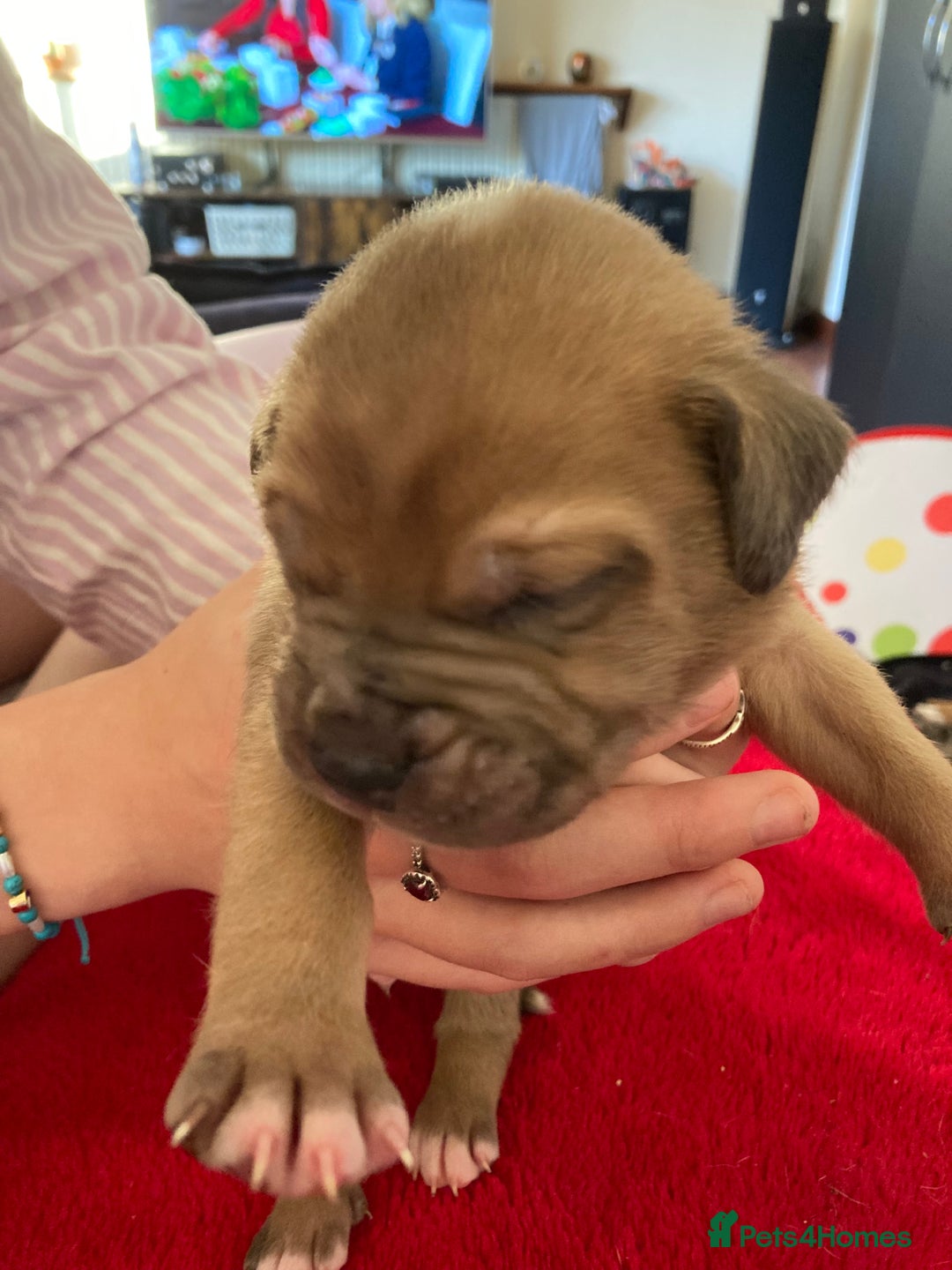 Mixed Breed dogs for sale: Mastiff x Staffy Puppies  - Advert 5