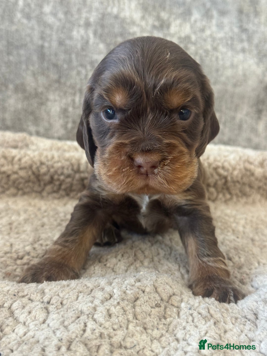 Cocker Spaniel dogs for sale: 100% SHOWTYPE KC REGISTERED HEALTH TESTED - Advert 13