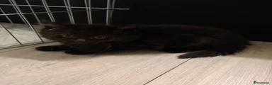 Mixed Breed Kitten 3
