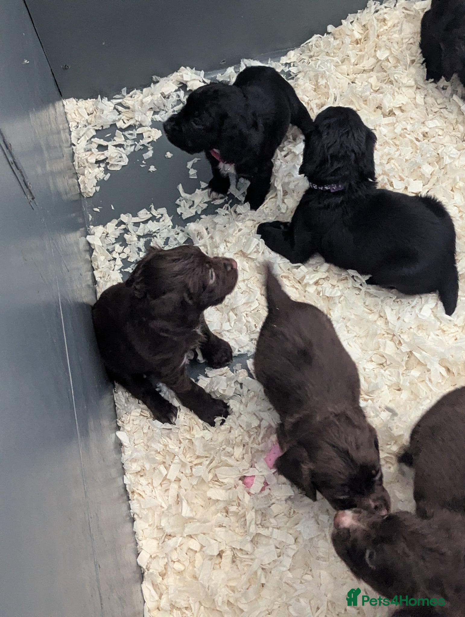 Sprocker dogs for sale: Beautiful Sprocker Puppies  - Advert 7