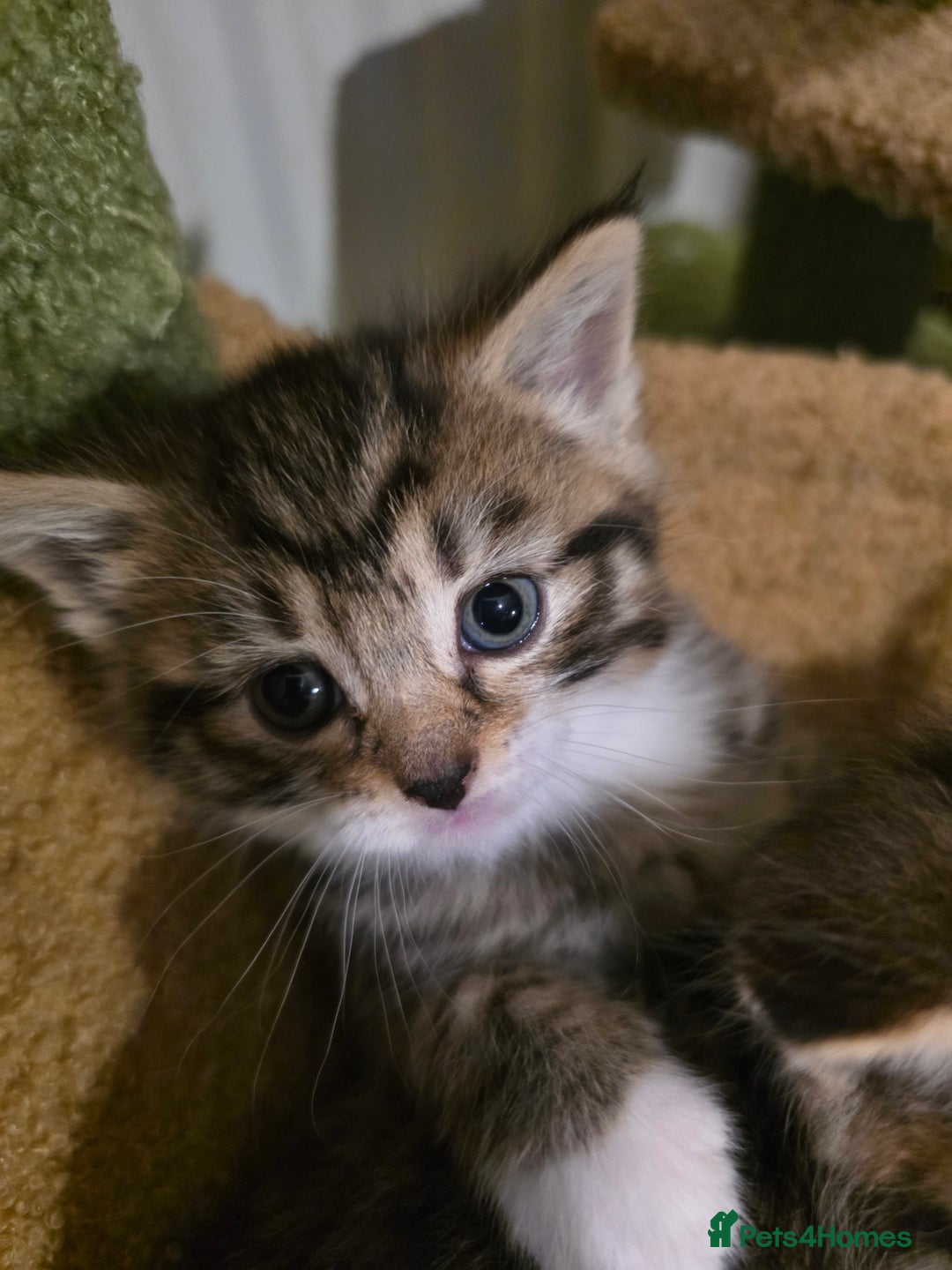 Maine Coon cats for sale: Mainecoon Mix Kittens for Sale  - Image 3