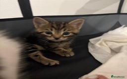 Mixed Breed cats for sale: Litter of kittens  - Image 9
