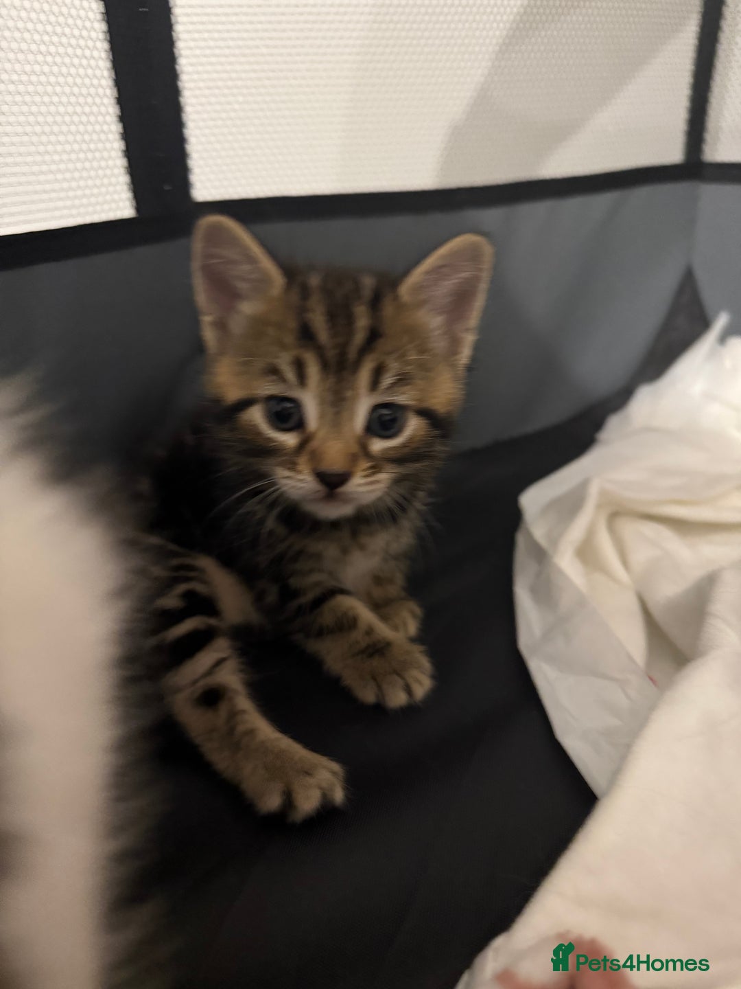 Mixed Breed cats for sale: Litter of kittens  - Image 9