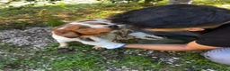 Brittany Spaniel dogs for adoption: Wally - Advert 8