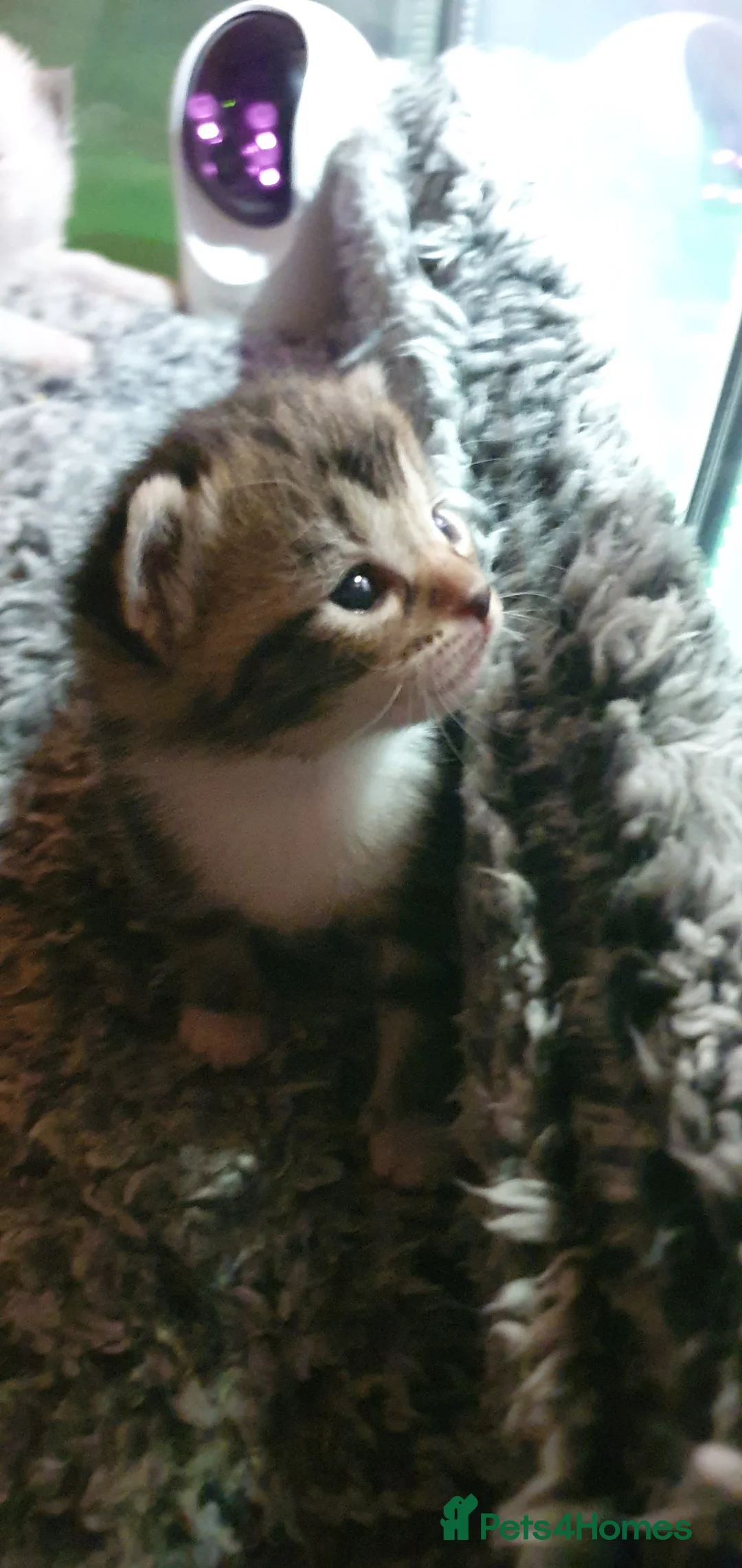 Ragdoll cats for sale: Tabby ragdoll x - Advert 8