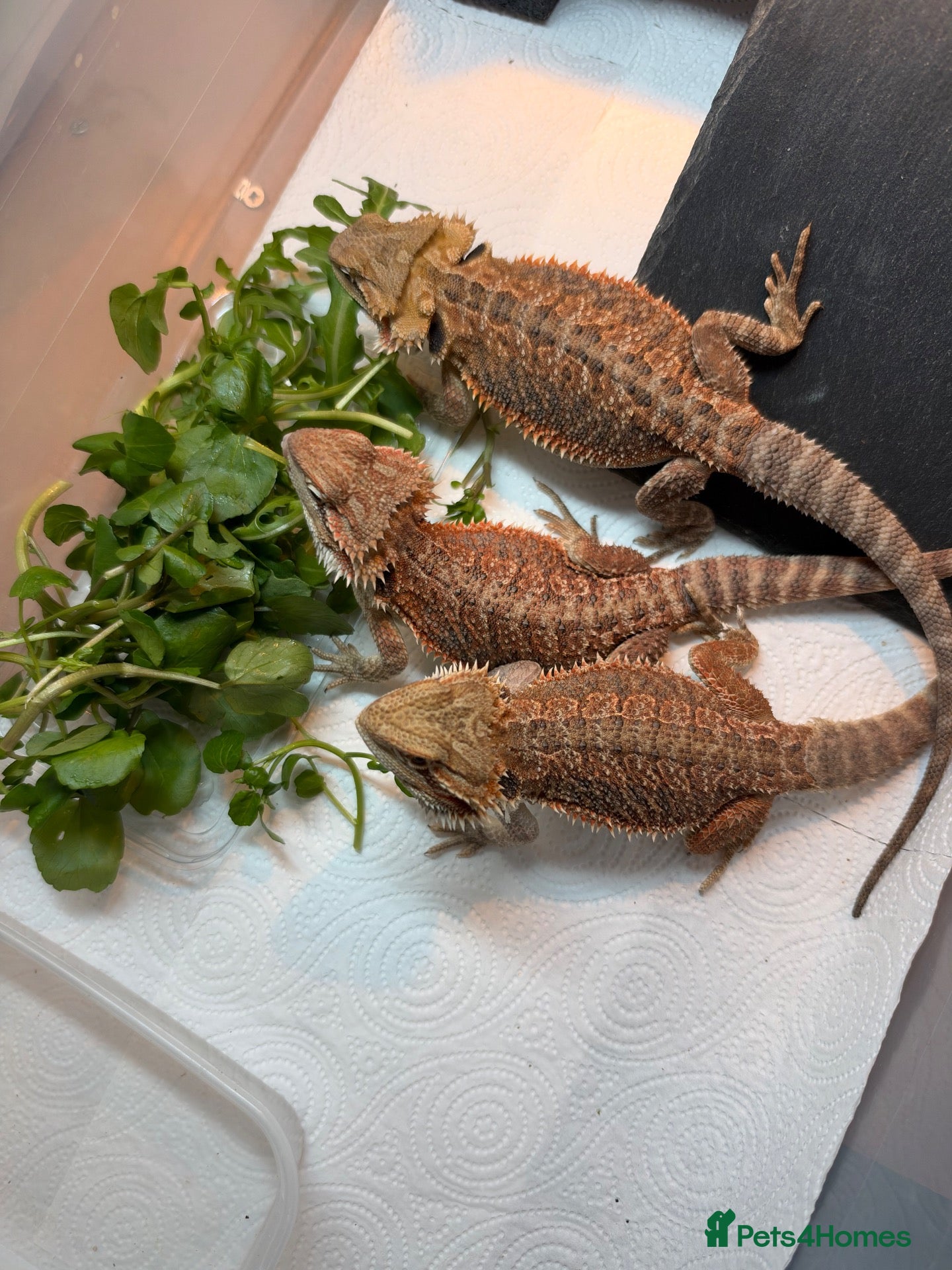 Bearded Dragon reptiles for sale: Juvenile Bearded dragons  - Advert 2