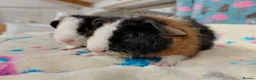 Guinea Pig rodents for sale: Baby Longhaired/Teddy Boars/Brothers RTR - Advert 2