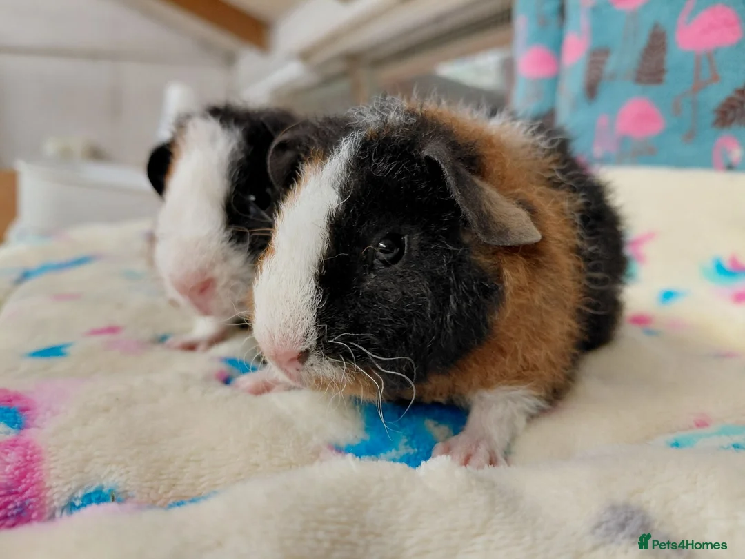 Guinea Pig rodents for sale: Baby Longhaired/Teddy Boars/Brothers RTR - Advert 2